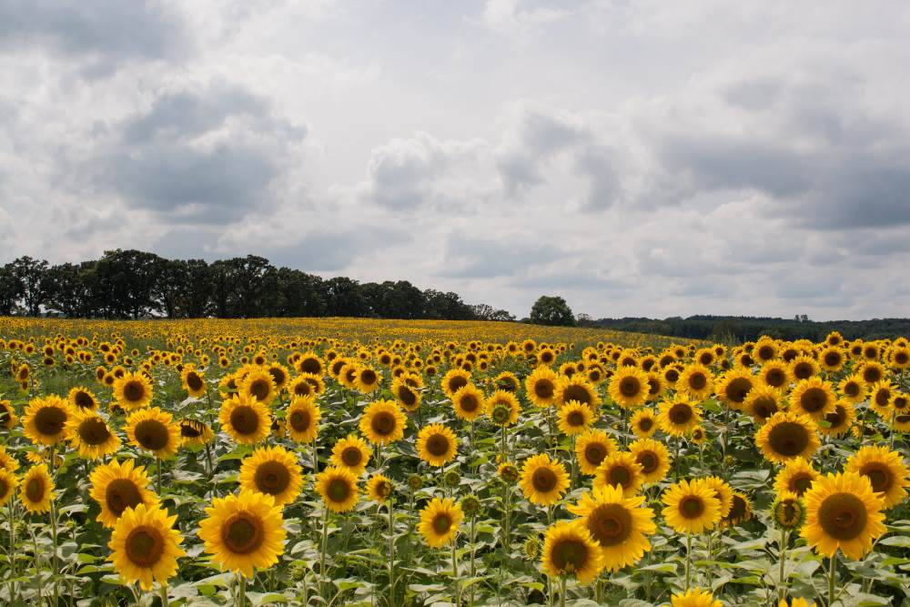 UWCEM @ Sunflower Days