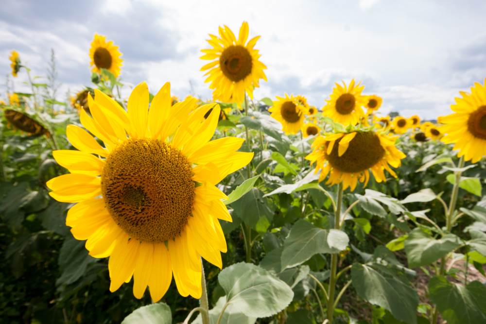 UWCEM @ Sunflower Days